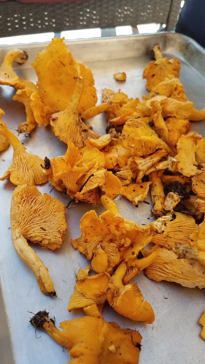 Verifying chanterelles Identifying Mushrooms Wild Mushroom Hunting