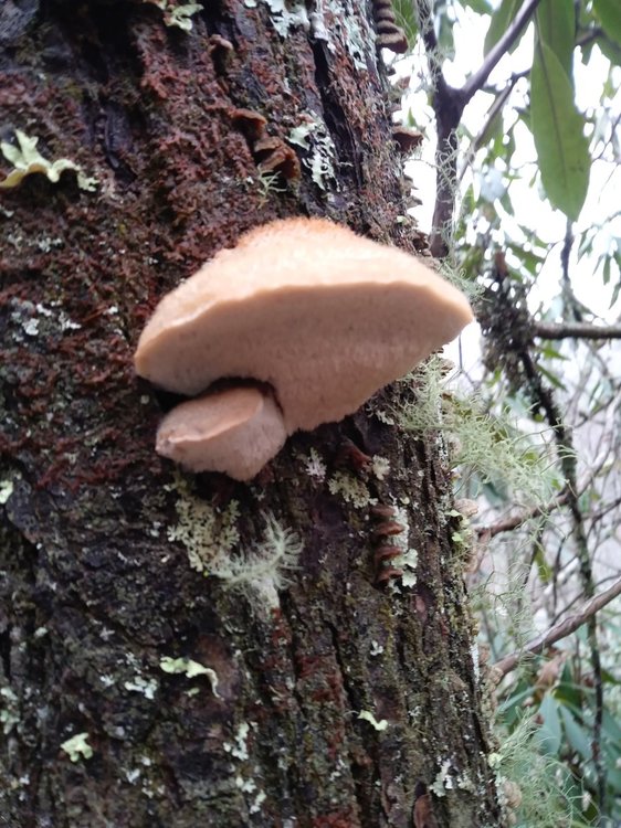 Fuzzy topped mushroom Identifying Mushrooms Wild Mushroom Hunting
