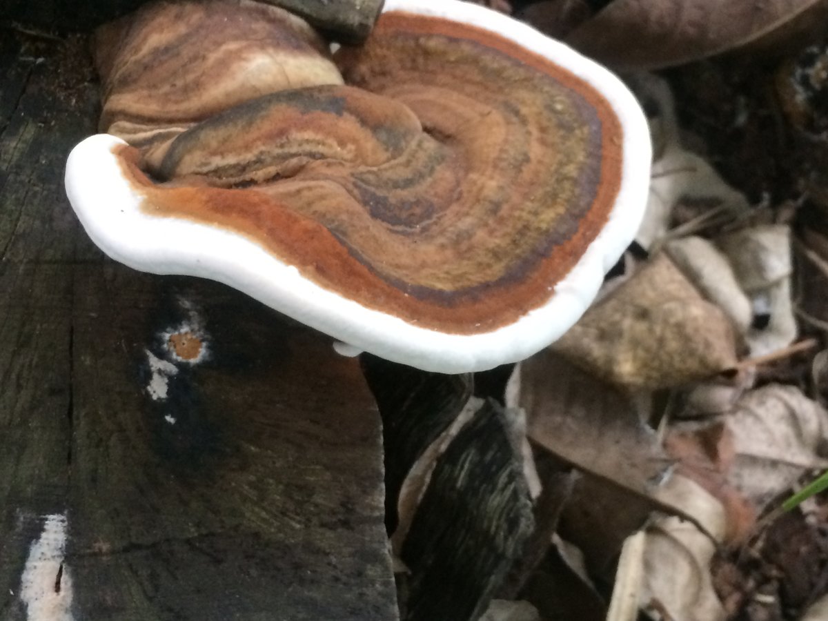 Newbie at mushroom Identification Identifying Mushrooms