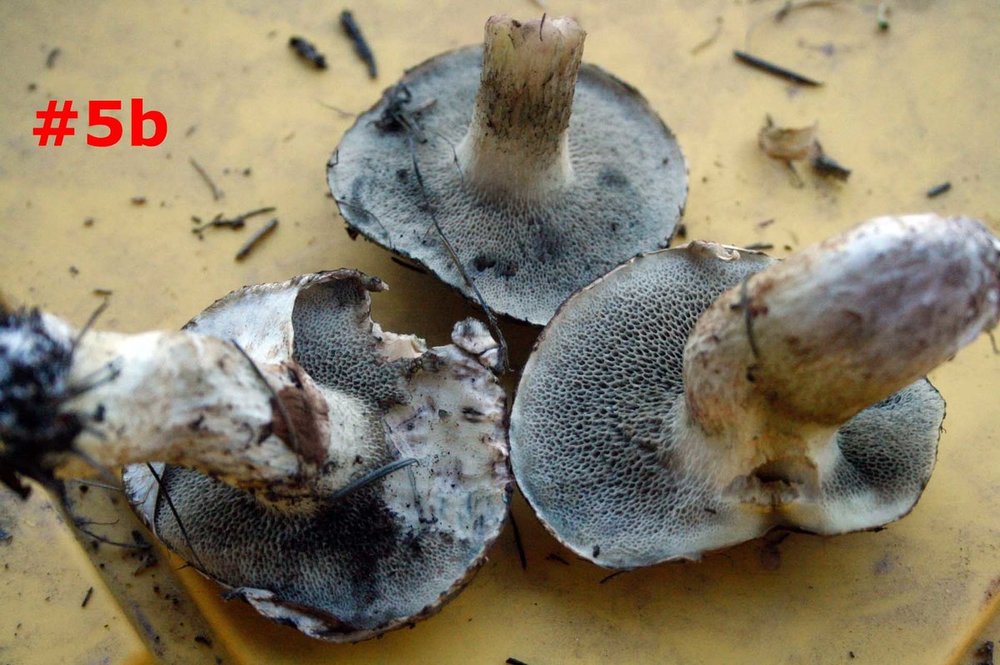 mushrooms - 12.jpg