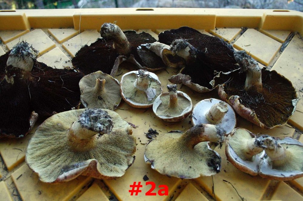mushrooms - 3.jpg