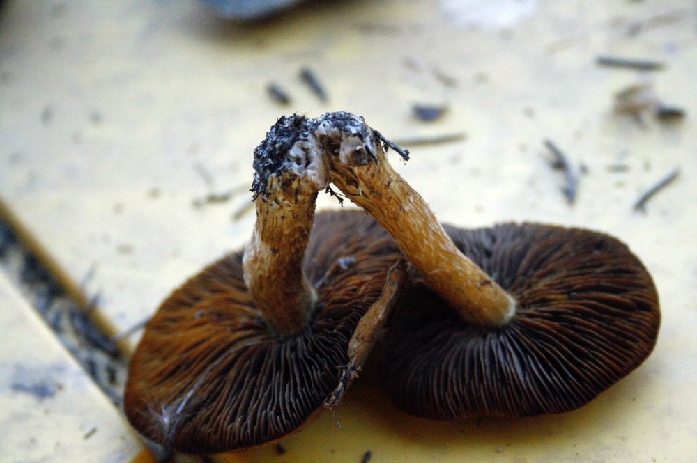 mushrooms - 17.jpg