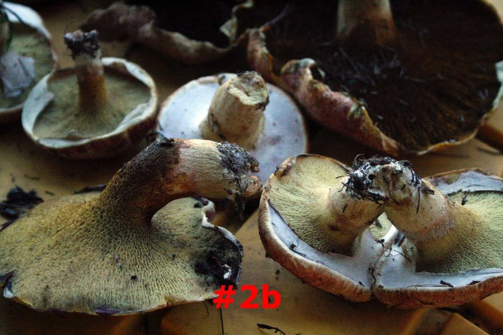 mushrooms - 4.jpg