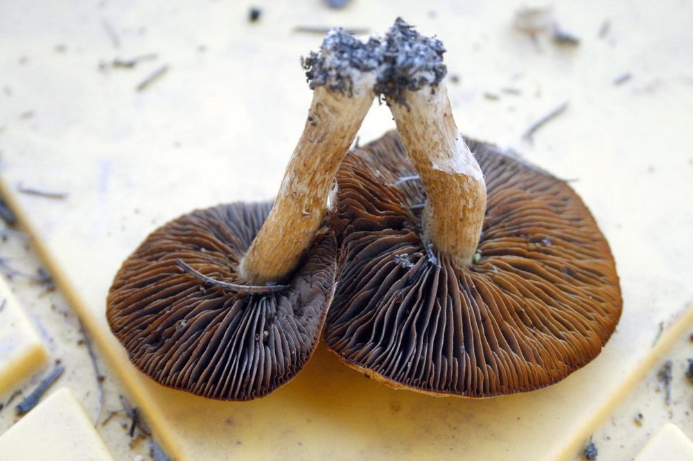 mushrooms - 15.jpg