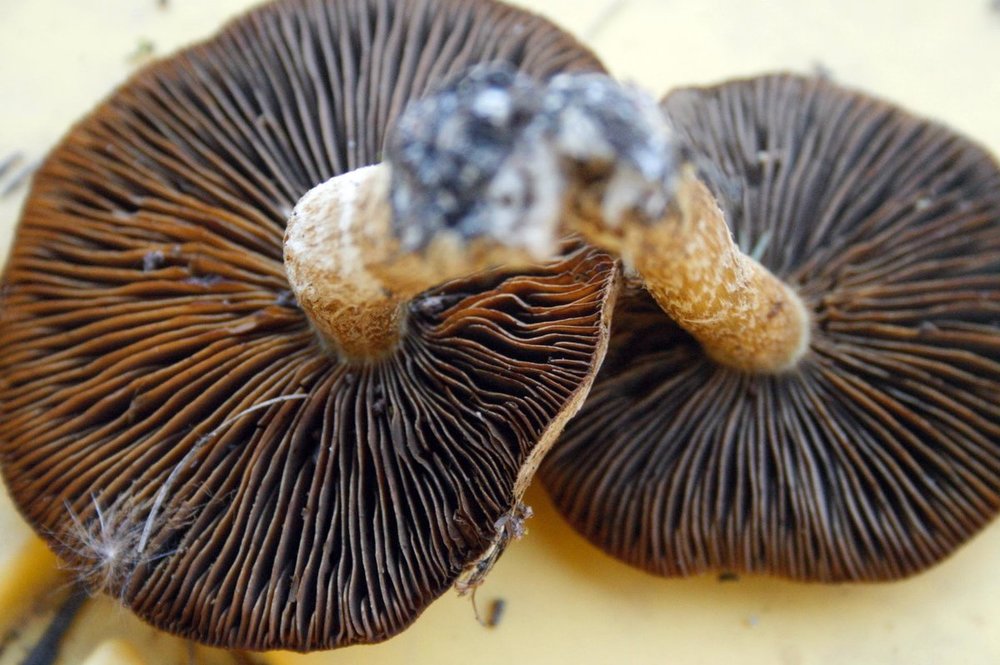mushrooms - 18.jpg