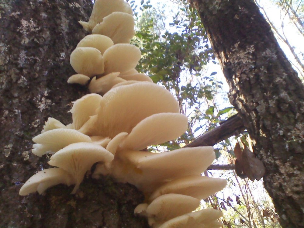 mushroom 2.jpg