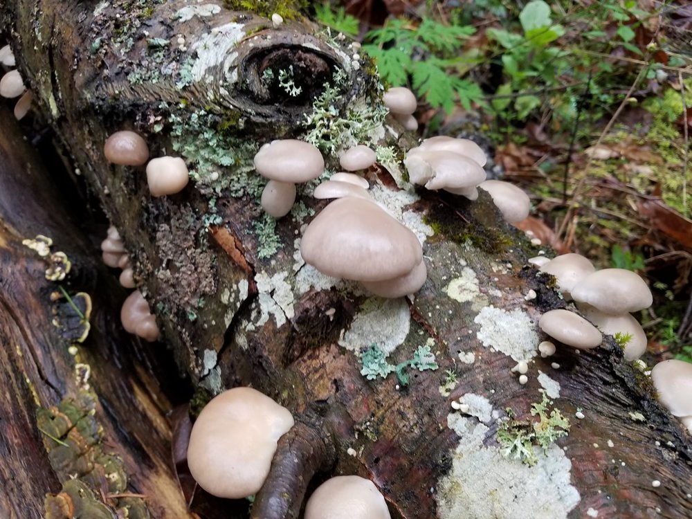 mushroom2a.jpg