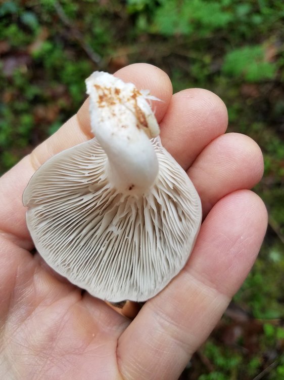 mushroom2b.jpg