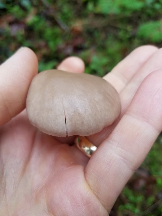 mushroom2c.jpg