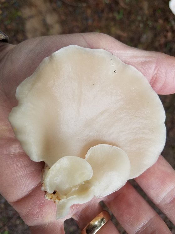 mushroom3.jpg