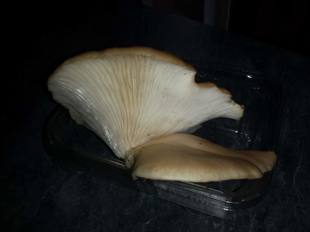 Aspen mushroom2.jpg