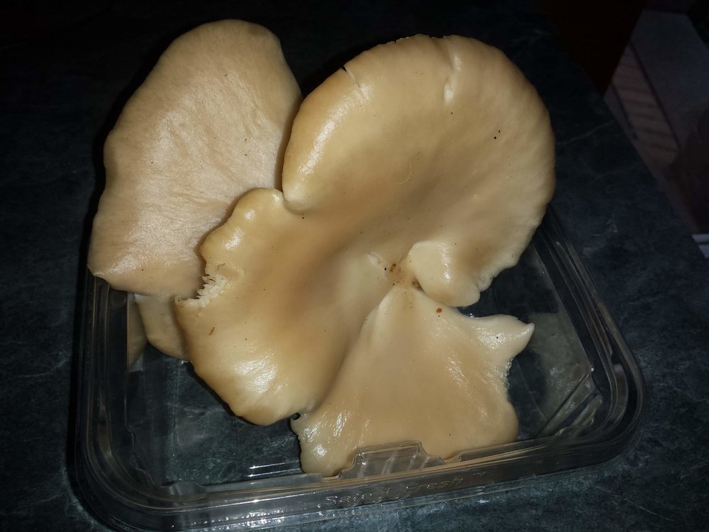 Aspen mushroom1.jpg