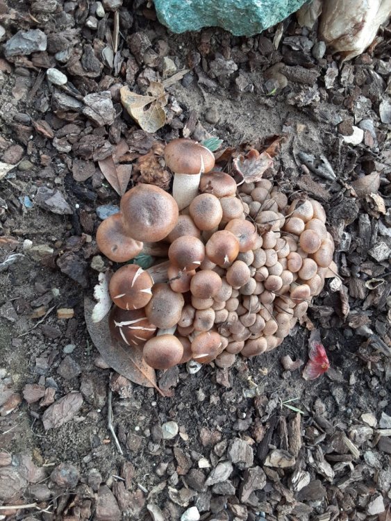 Mushrooms_2.jpg