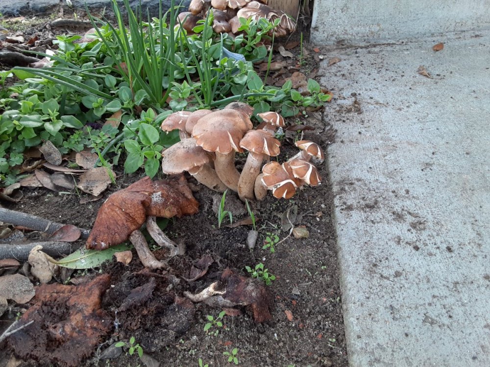 Mushrooms_3.jpg