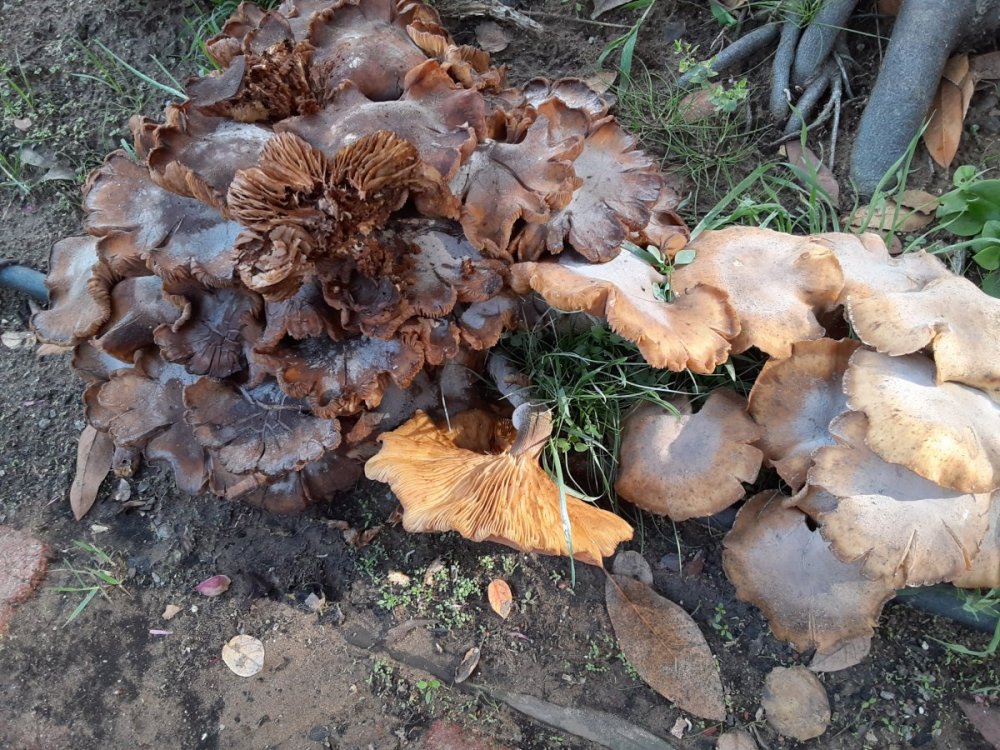 Mushrooms_a.jpg