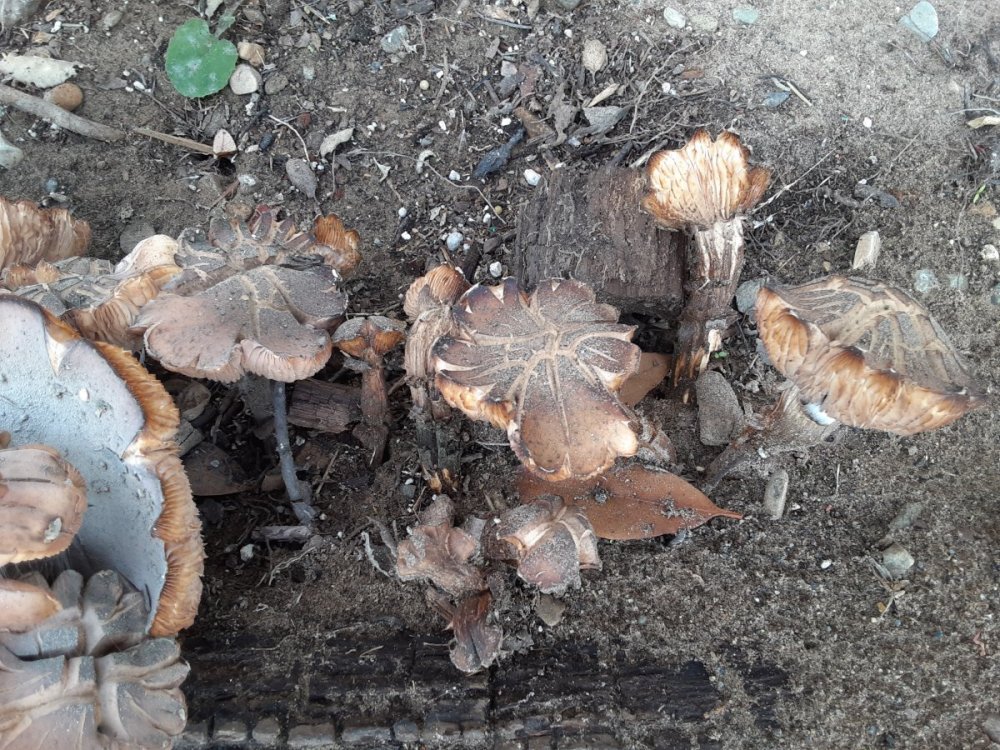 Mushrooms_c.jpg