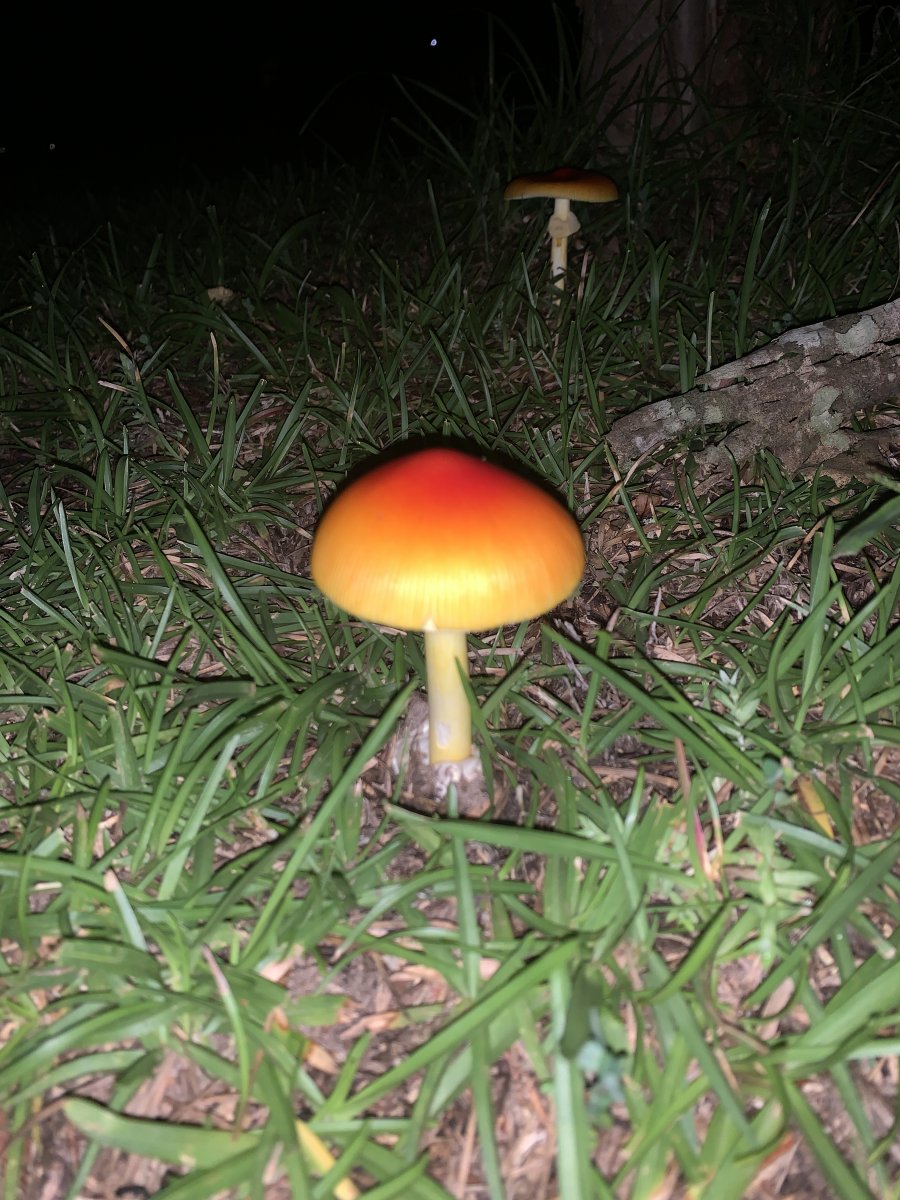Found this beauty, just wondering what it is. - Identifying