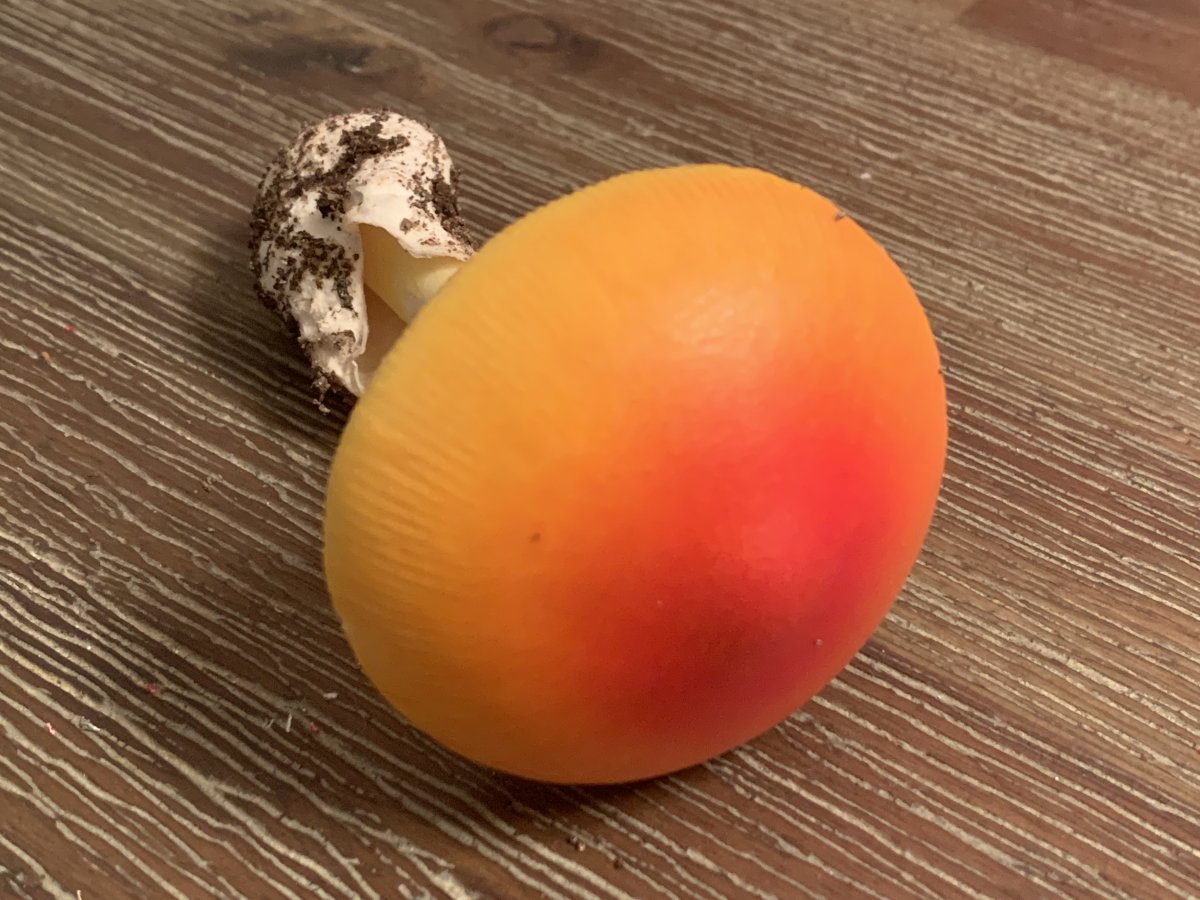 Found this beauty, just wondering what it is. - Identifying