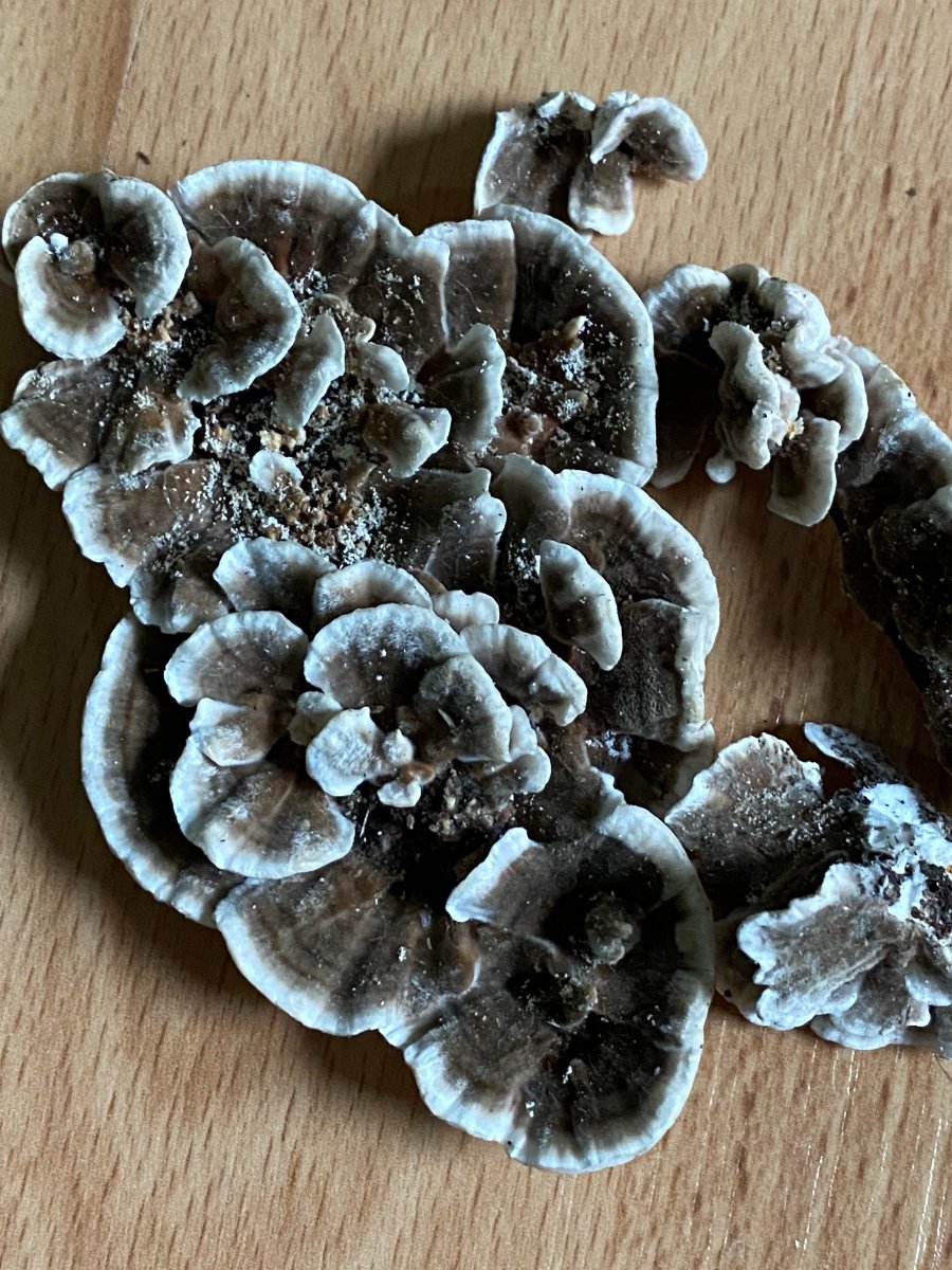 Turkey tail? Identifying Mushrooms Wild Mushroom Hunting