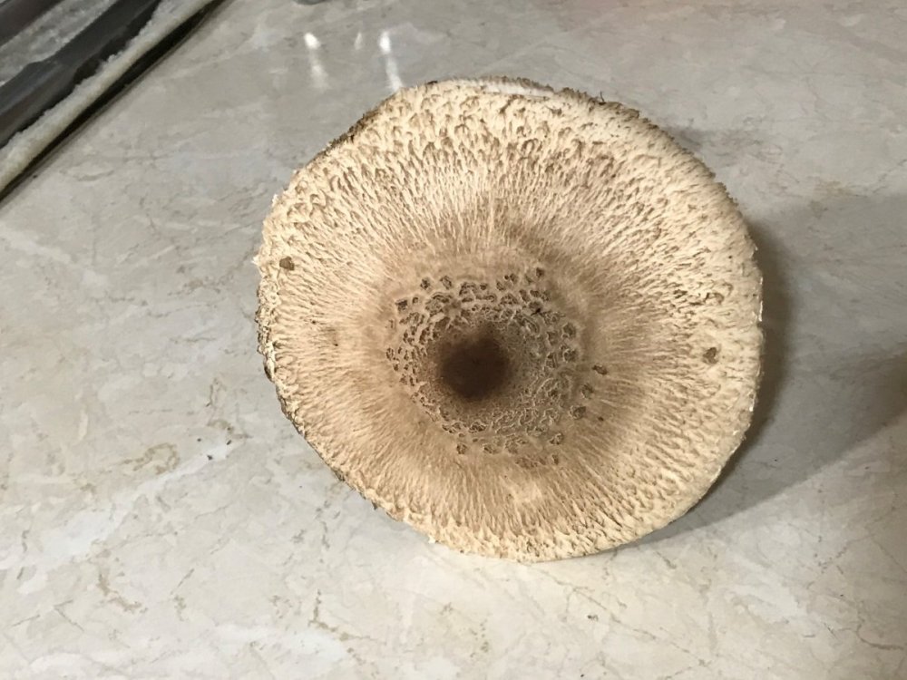 Wood Mushroom 2.jpg