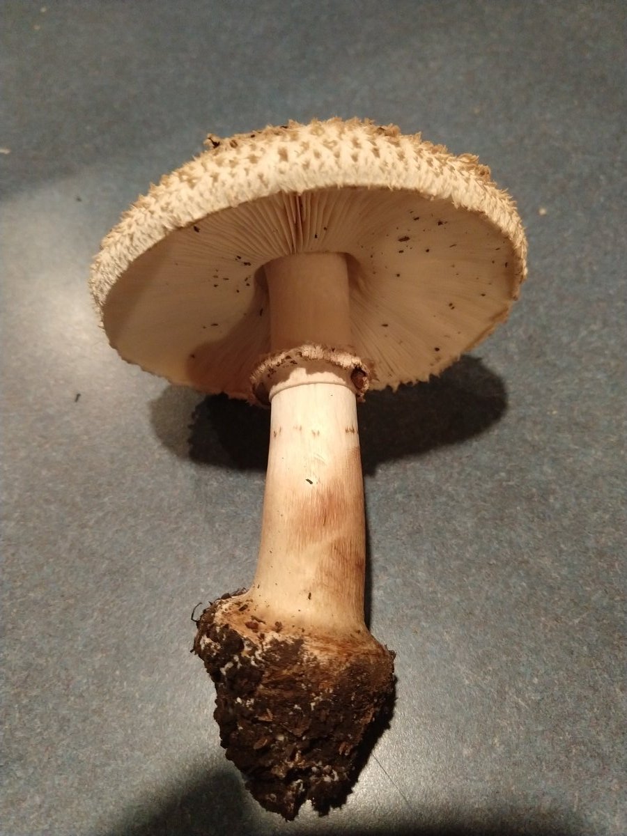 Chlorophyllum Rhacodes Identifying Mushrooms Wild Mushroom Hunting chlorophyllum-rhacodes-identifying-mushrooms-wild-mushroom-hunting