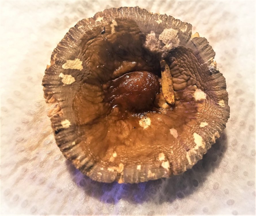 Amenita Vaginata, Grisette Mushroom.jpg