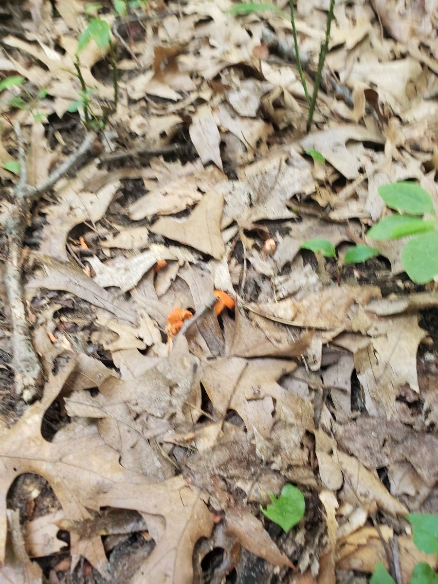 Chanterelle Growth General Mushroom Discussion Wild Mushroom Hunting