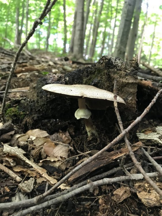 mushroom 2 .jpg