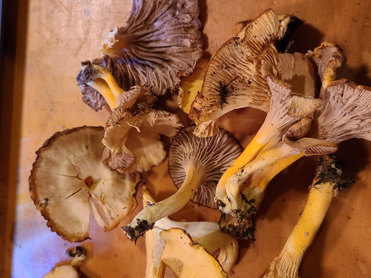 chanterelle verification? Identifying Mushrooms Wild Mushroom Hunting