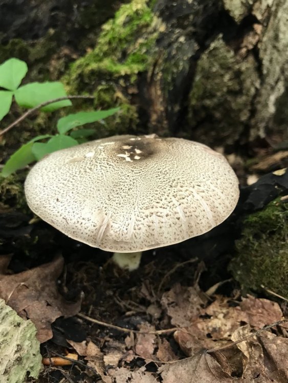 mushroom1.jpg