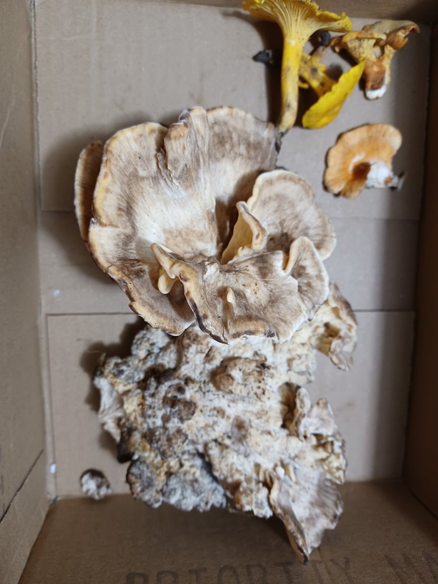 Grifola frondosa? ID help Identifying Mushrooms Wild Mushroom Hunting