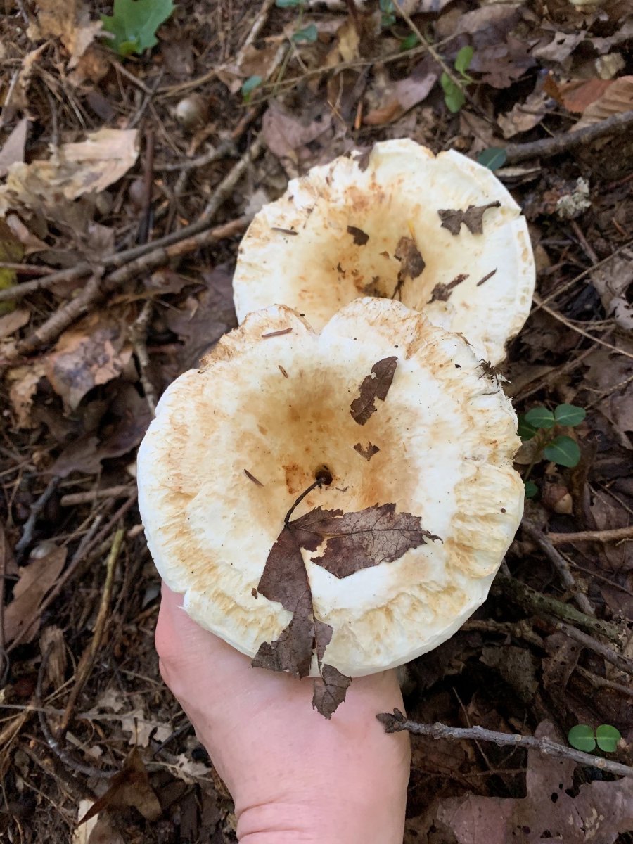 huge white mushrooms everywhere ! Identifying Mushrooms Wild