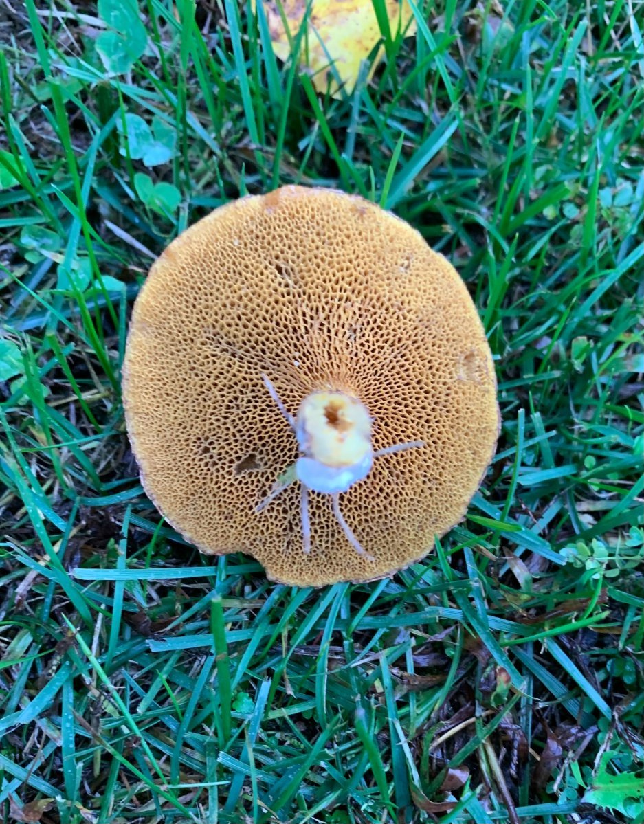 Backyard Mushroom? Identifying Mushrooms Wild Mushroom Hunting