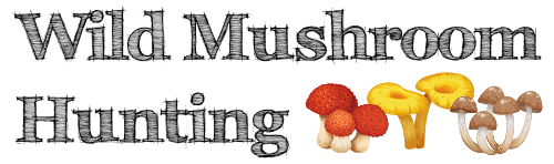 Wild Mushroom Hunting