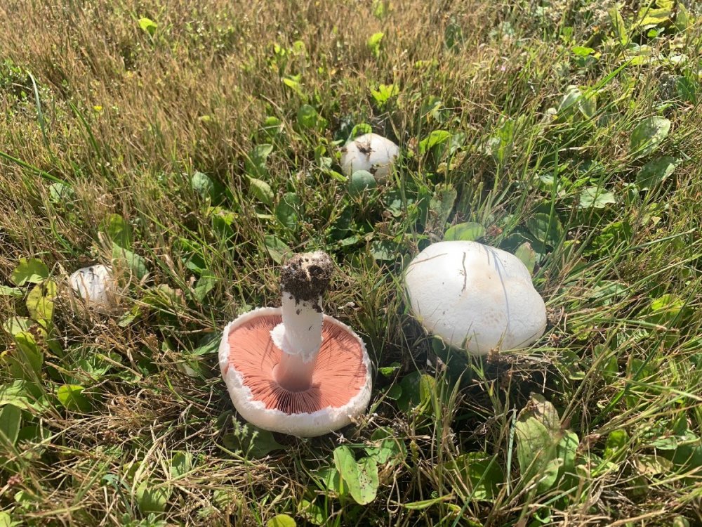 Meadow Mushroom at work 3.jpg
