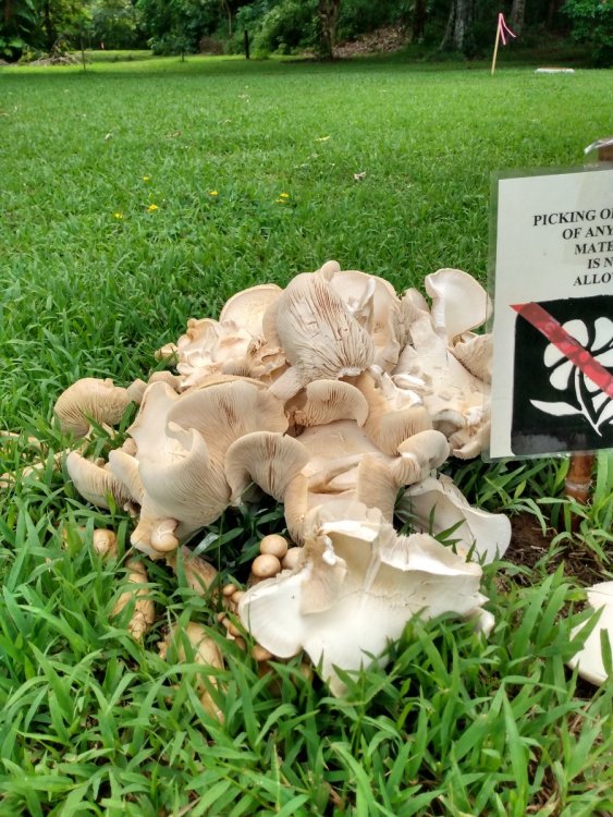 Mushroom clump.jpg