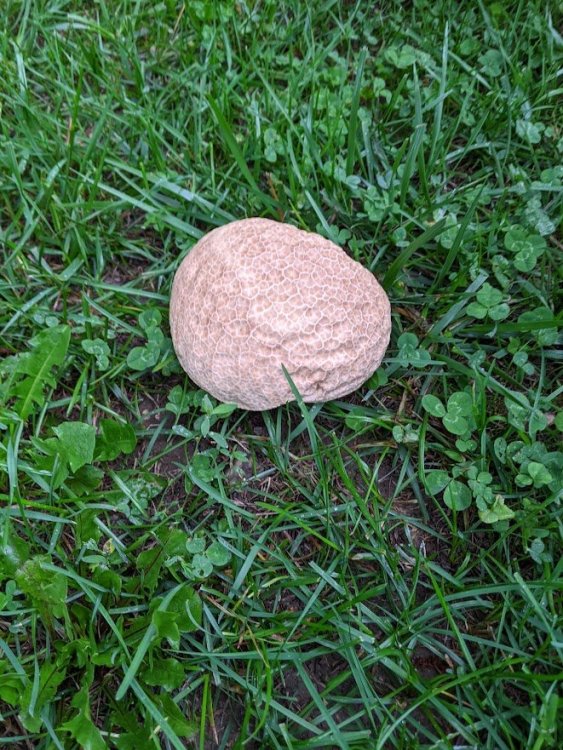 Mushroom 1.jpg