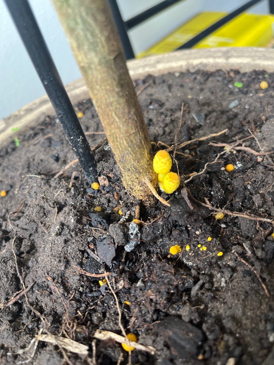 Yellow mushrooms in my baby lemon tree pot - Identifying Mushrooms - Wild  Mushroom Hunting
