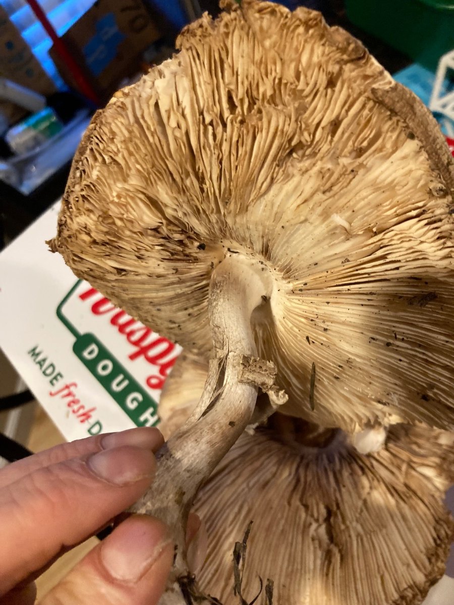 Giant Sawgill? - Identifying Mushrooms - Wild Mushroom Hunting