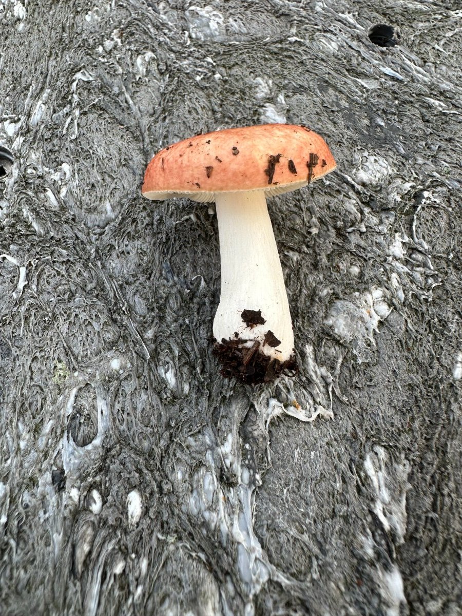 Is this a Russula paludosa (edible) or Russula emetica (poision) -  Identifying Mushrooms - Wild Mushroom Hunting