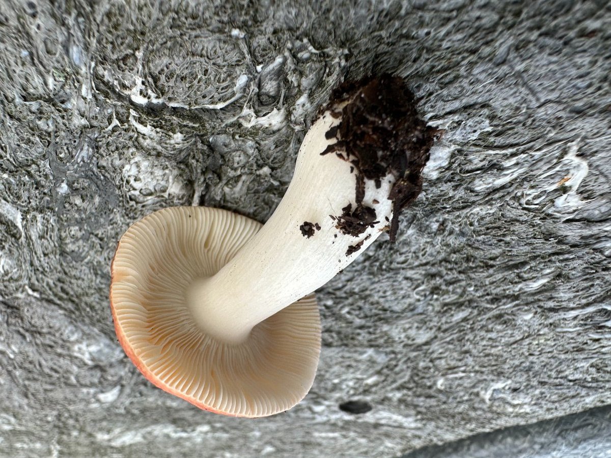 Is this a Russula paludosa (edible) or Russula emetica (poision) -  Identifying Mushrooms - Wild Mushroom Hunting