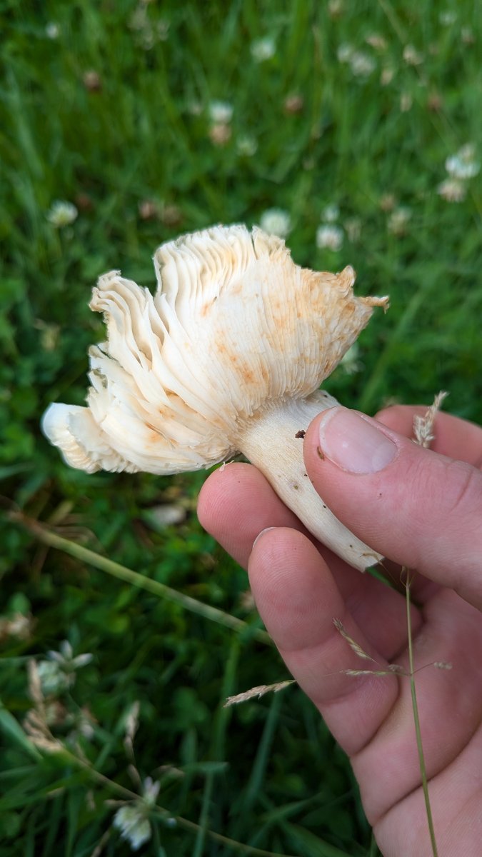 Can anyone identify? - Identifying Mushrooms - Wild Mushroom Hunting