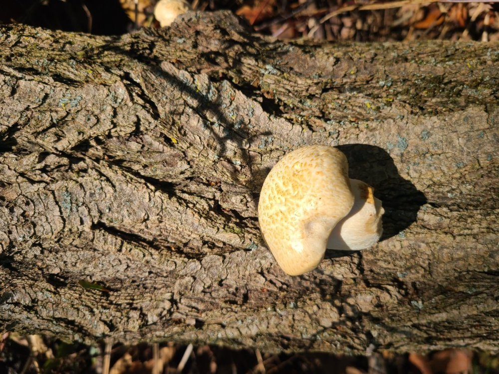 20241017_125117.jpg