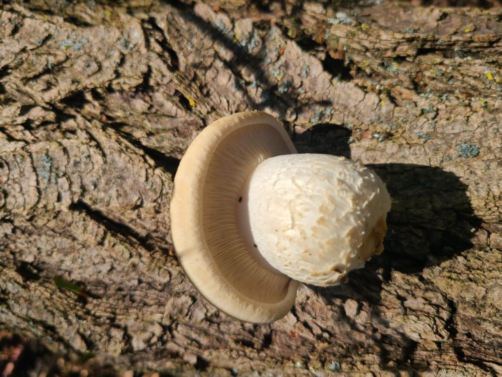 20241017_125122.jpg