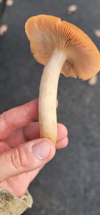 20241026_160654.jpg