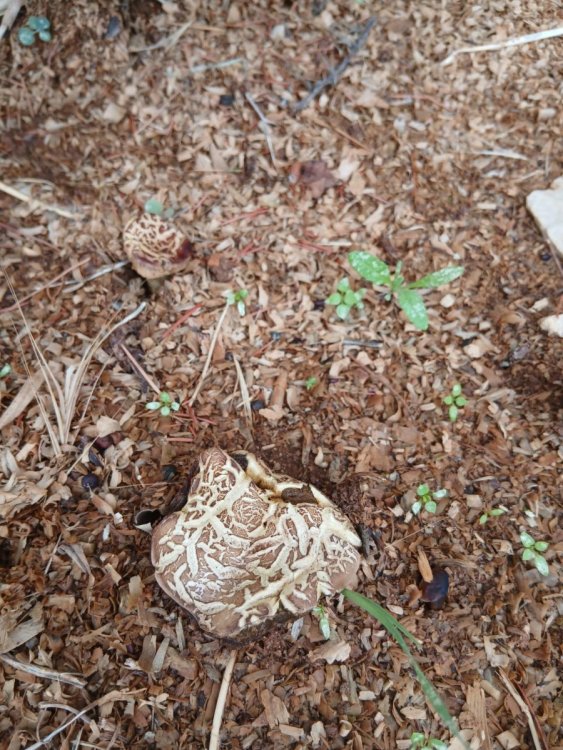 mushroom 1.jpeg