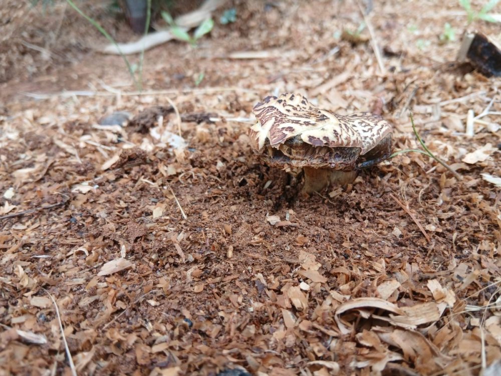 mushroom2.jpeg