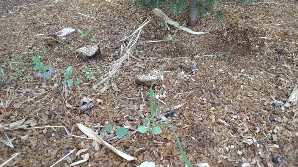 mushroom3.jpeg